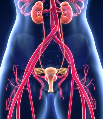 Blood, urine evaluation for early detection of kidney failure, cancer of genito urinary tract