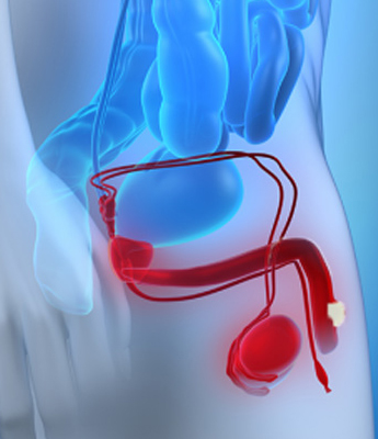 Inability retract penile skin