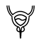 Penis and Urethra Disorders
